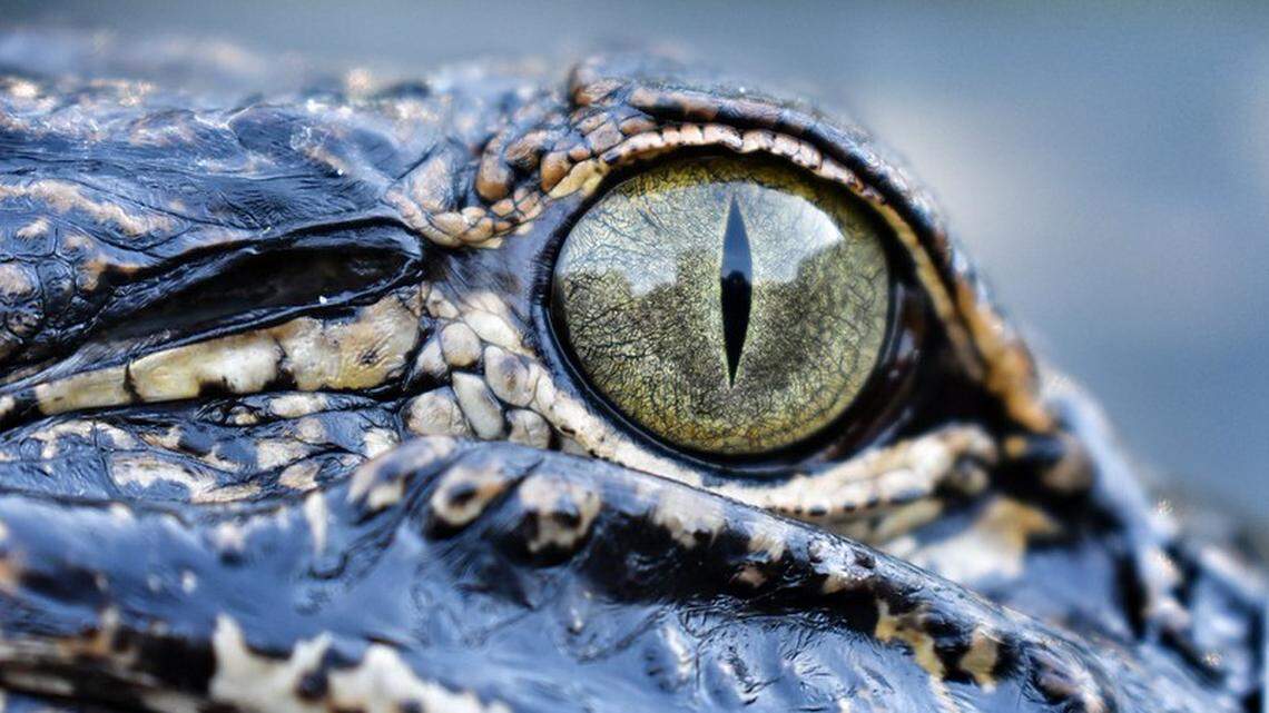 A 7-foot, 9-inch alligator was found with a fishing lure stuck in its eye, requiring a North Carolina wildlife biologists to remove the hooks. The alligator’s vision was restored. This is not the alligator involved in the rescue. 
