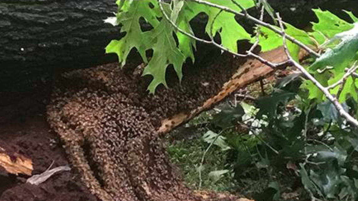 A tornado near Richmond, Va., cracked a tree, revealing a colony of 70,000 bees who were in need of a home. Researchers from the University of Richmond removed the bees and hope to bring them to campus.
