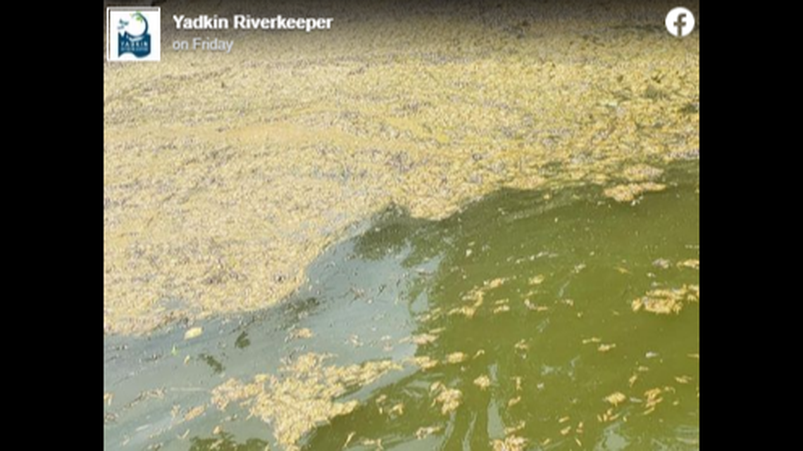 An investigation into something strange growing atop North Carolina’s High Rock Lake proved to be molting mayflies, according to Yadkin Riverkeeper.