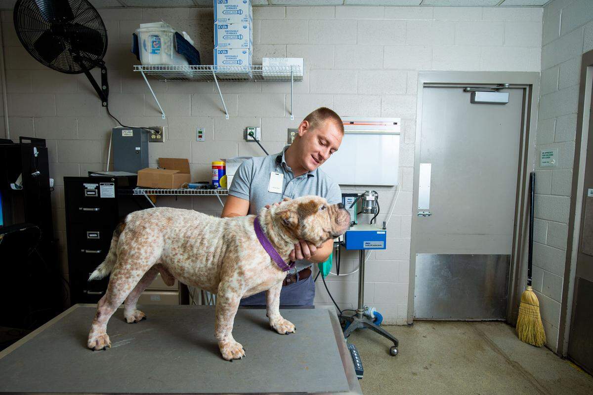 Dr. Josh Fisher, director of Charlotte’s Animal Care and Control division, inspects a dog at the shelter.