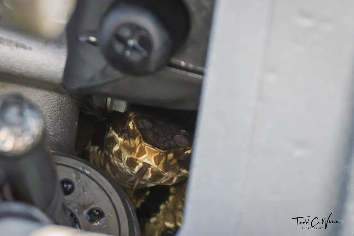 This shows why it was so tough to get the snake off the boat. It was tucked in deep.