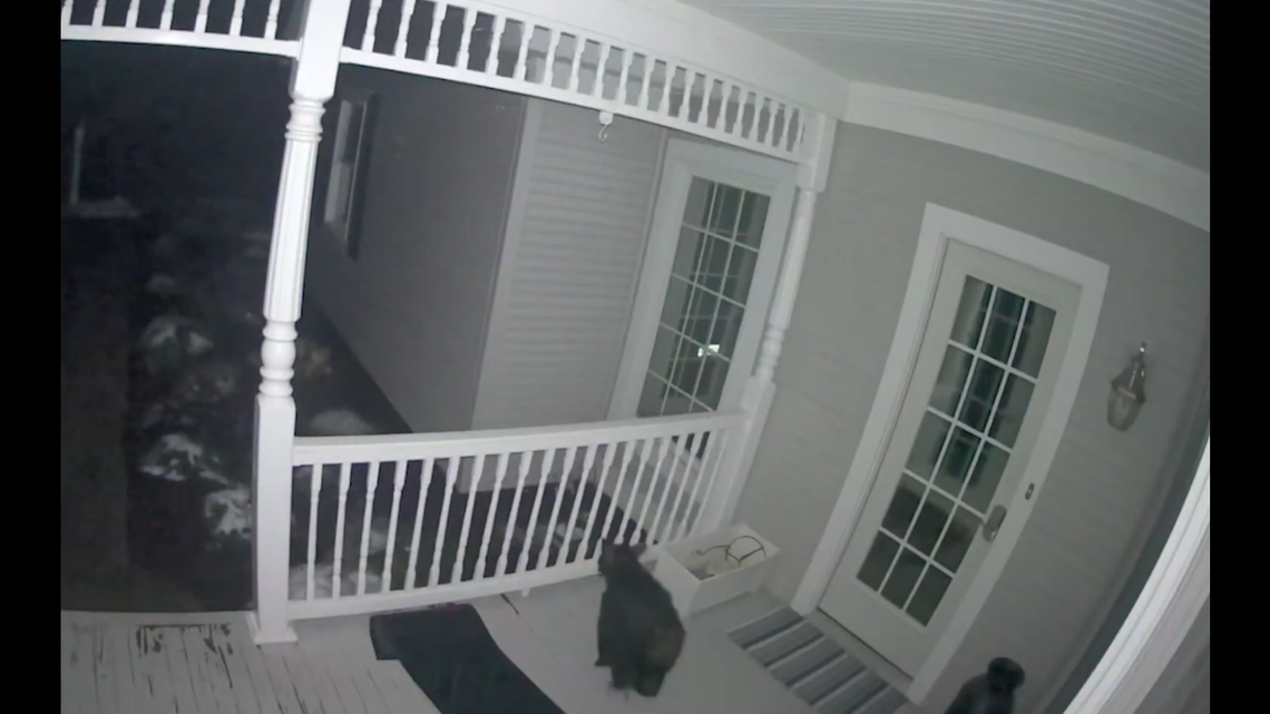 A Virginia family found itself in an odd predicament when a bear cub waddled onto its porch and stayed.