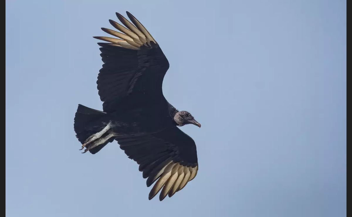 Black vultures are a large bird, with a wing span of nearly 5 feet, and a penchant for eating dead animals.