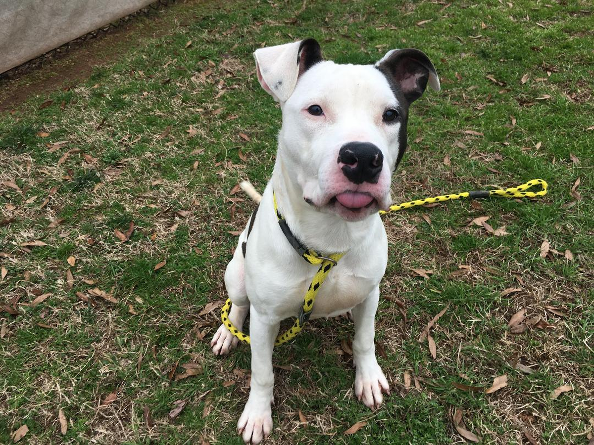 Austin is available for adoption at Mecklenburg County Animal Care & Control.