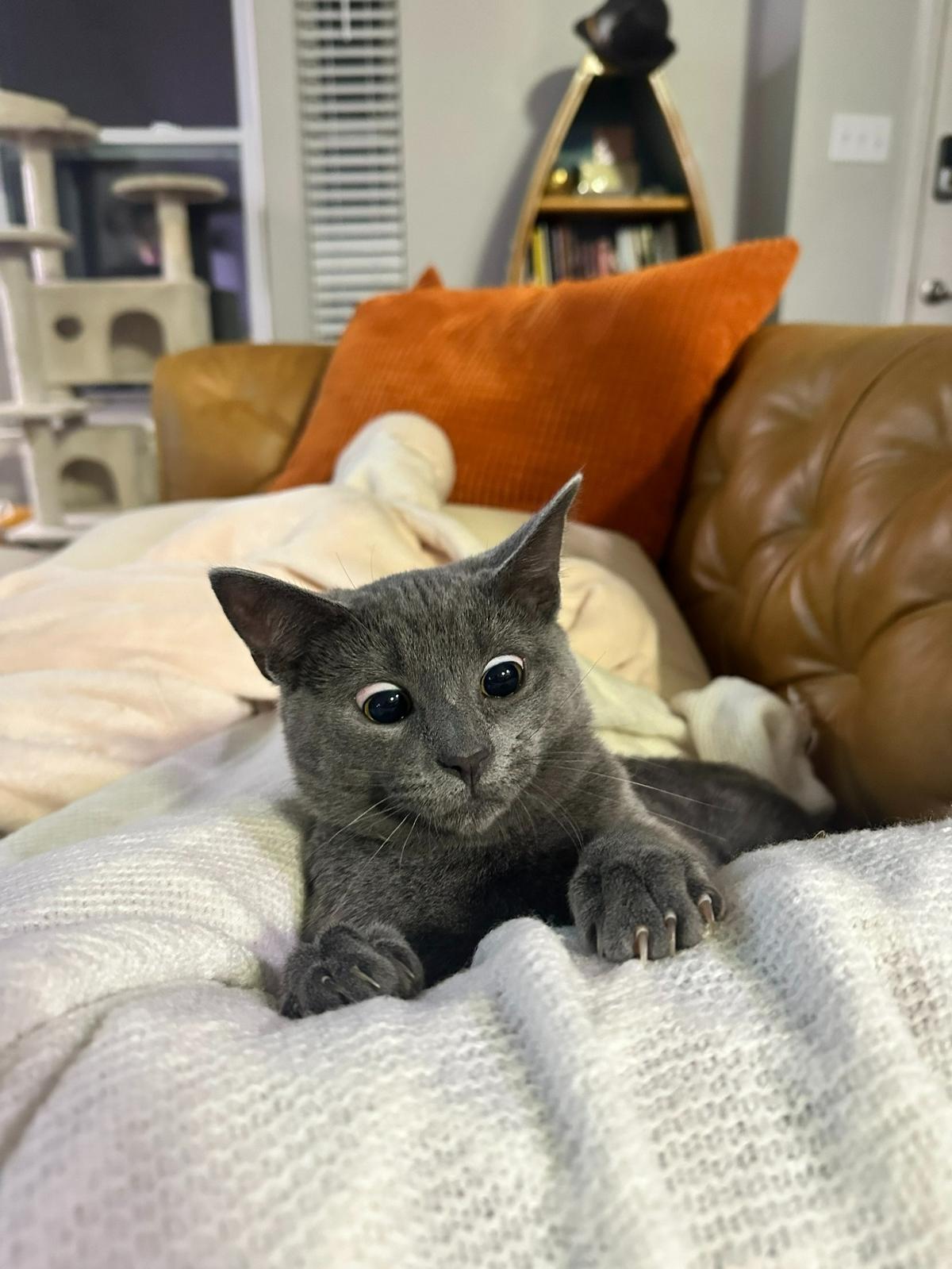 Derp was named a finalist in The Charlotte Observer’s “cutest cat in Charlotte” contest in fall 2024.
