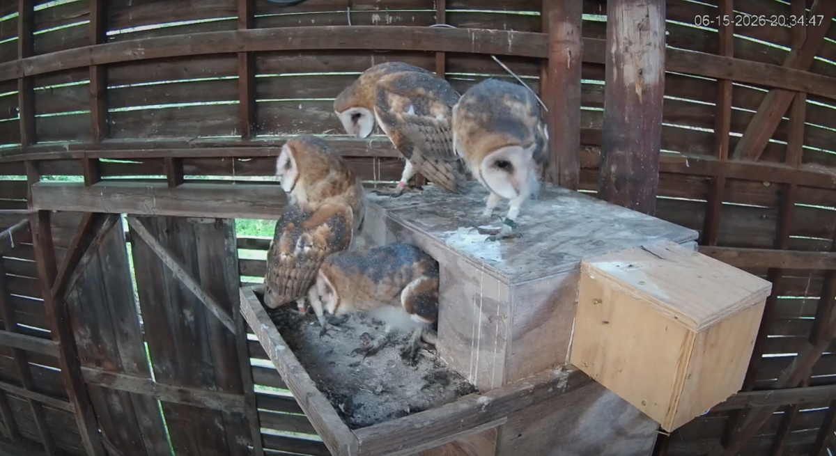 The four young owls – three females and a male – had grown feathers and were starting to practice their flying skills in the barn, officials say. One was killed.