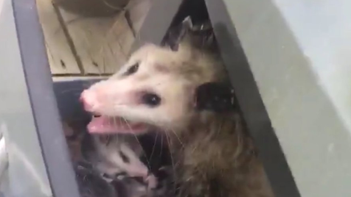 NC student finds opossum family in her BBQ grill. Now 12 million people have seen it