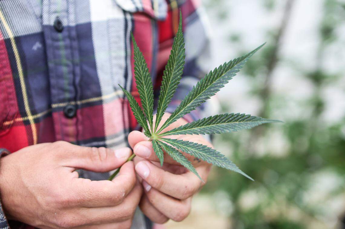 “It’s for the tribe,” Qualla Enterprises production manager James Bradley said in March as he held a marijuana leaf. The Eastern Band of Cherokee Indians held an open house at its marijuana dispensary on Wednesday night, Sept. 6, 2023.