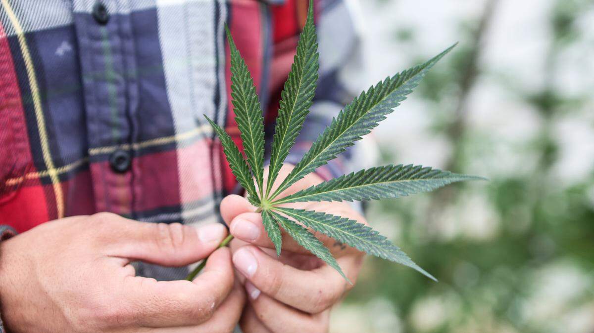 Why does everyone associate ’420’ with marijuana on April 20? Here’s what we learned.