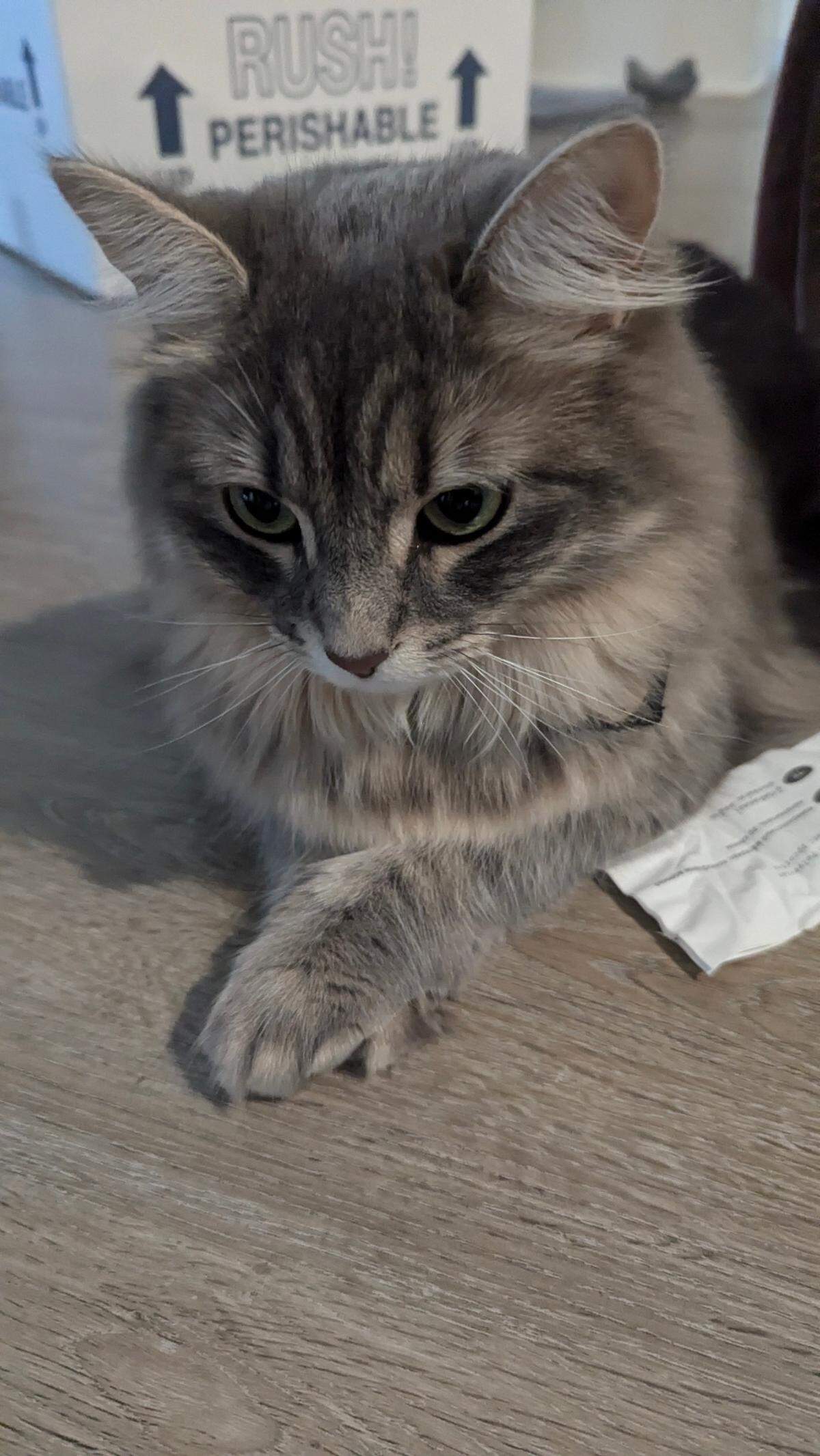 Chad was named a finalist in The Charlotte Observer’s “cutest cat in Charlotte” contest in fall 2024.