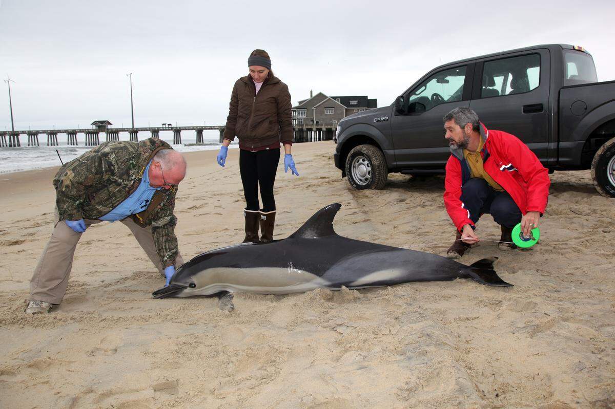 Mike Preziotti, Meredith Fish and Mike Remige measure the dolphin that stranded near Nags Head Thursday.