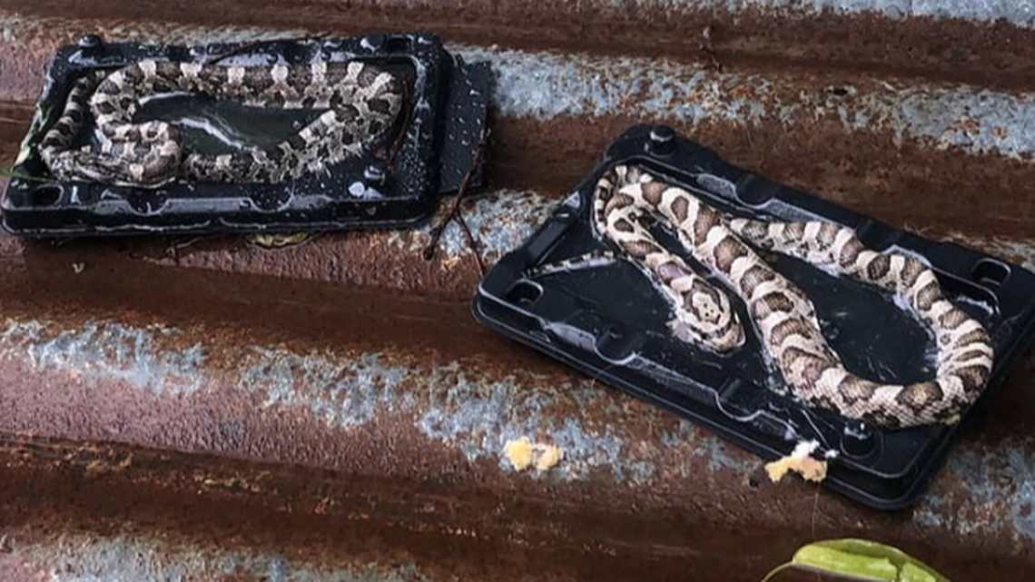 Snakes turn up in Texas family’s mouse traps. How are they getting in the house?
