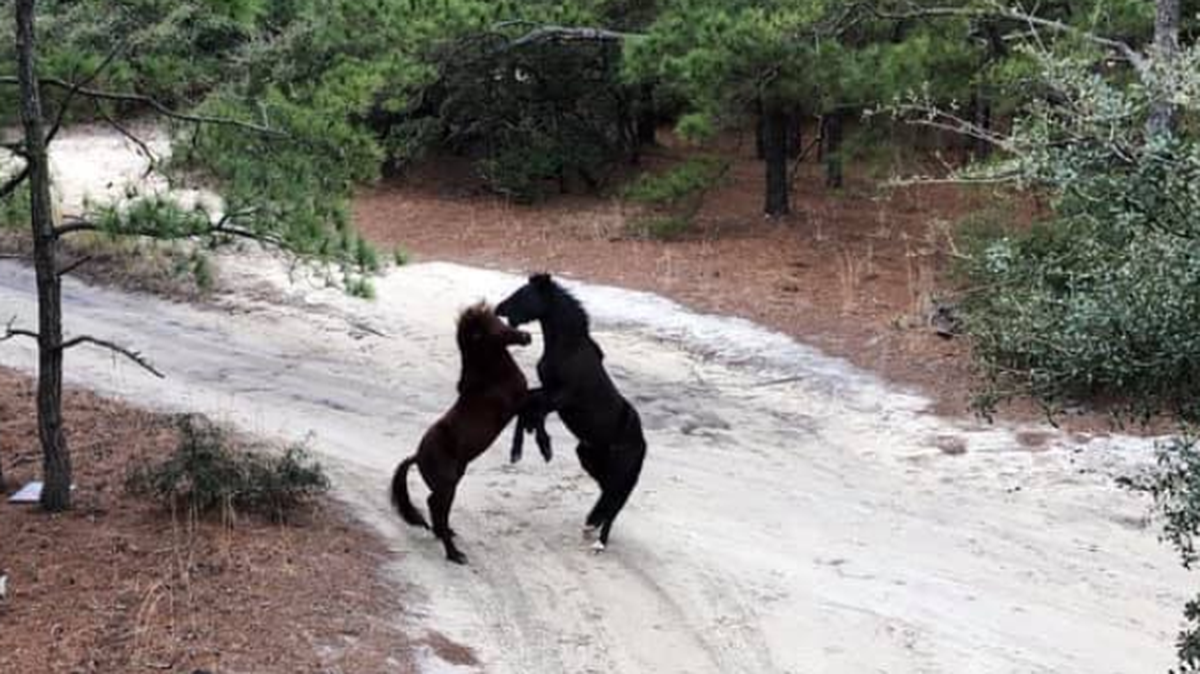 Kimberlee Stevens Hoey took this photo Sunday of horses fighting in Carova Beach, N.C. Photo by Kimberlee Stevens Hoey