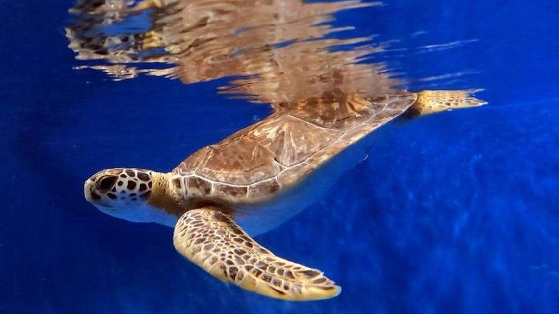 The first resident of Sea Life Charlotte-Concord’s new Creature Rescue Center will be a sea turtle from Karen Beasley Sea Turtle Rescue and Rehabilitation Center in Surf City, near Topsail Island.