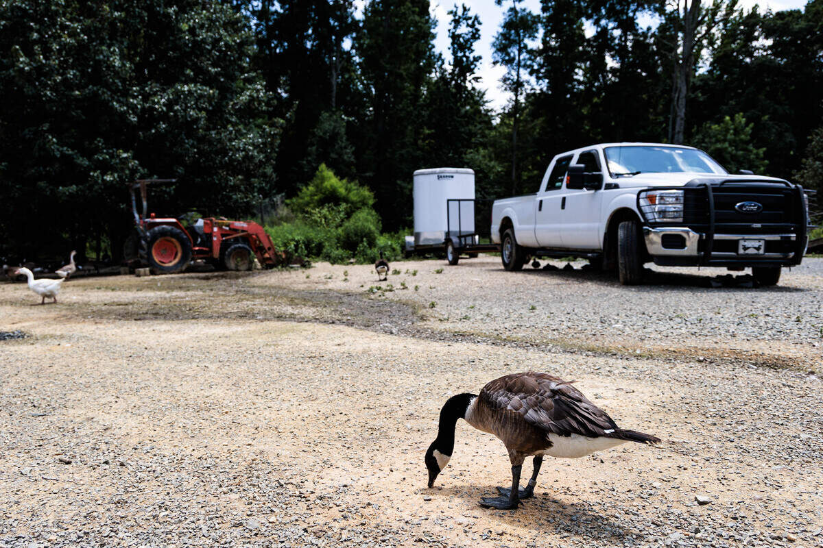 Waterfowl roam the Carolina Waterfowl Rescue, a wildlife rescue and animal sanctuary in Indian Trail, N.C. on Monday, June 30, 2026. “This is their home,” Gordon said.