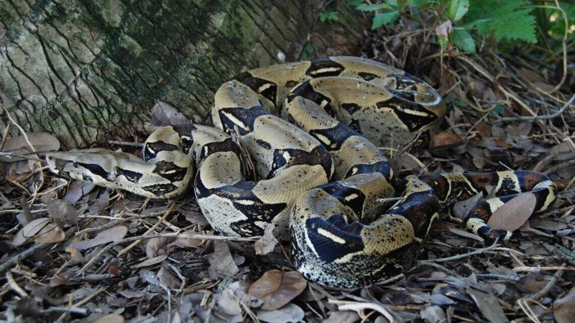 7-foot boa constrictor goes on the run, giving NC community the heebie-jeebies