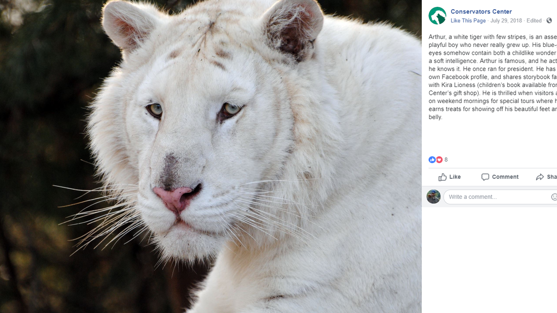 Arthur Tiger died last week, after choking to death, says the Conservator's Center. Facebook screenshot