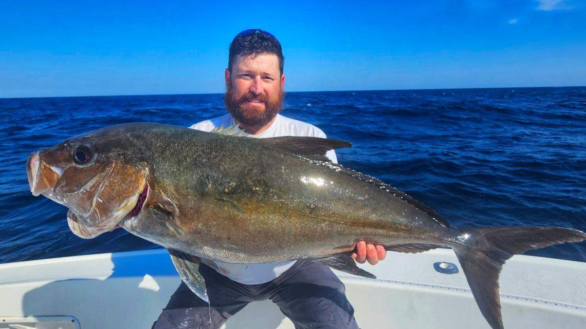 Matt Frattasio caught the 26-pound, 15.6-ounce almaco jack “near the D wreck off Morehead City on Nov. 8,” according to the N.C. Division of Marine Fisheries.