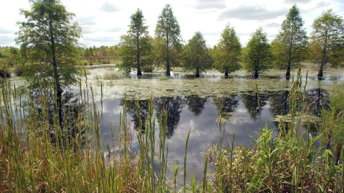 A US Supreme Court ruling this week rolled back protections for many wetlands nationwide. North Carolina is considering a law that would require the state to use the same test for a “wetland” as the federal government, which advocates warn would leave vast swaths of fragile areas like this one in Aurora, NC, without protection.