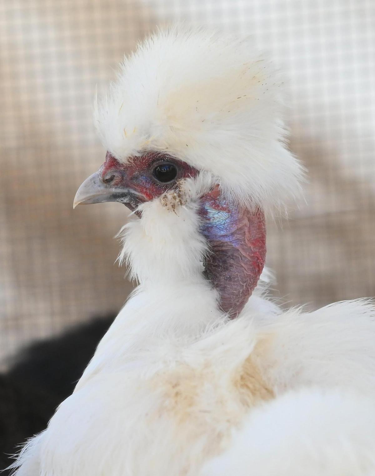 Stormy Daniels is a Silkie Showgirl chicken among the flock of chickens that Mary Schroeder owns.