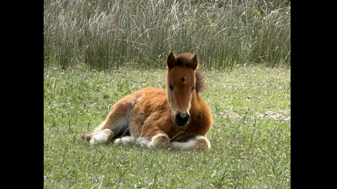 Three foals seen on remote NC island where food is growing scarce, park says