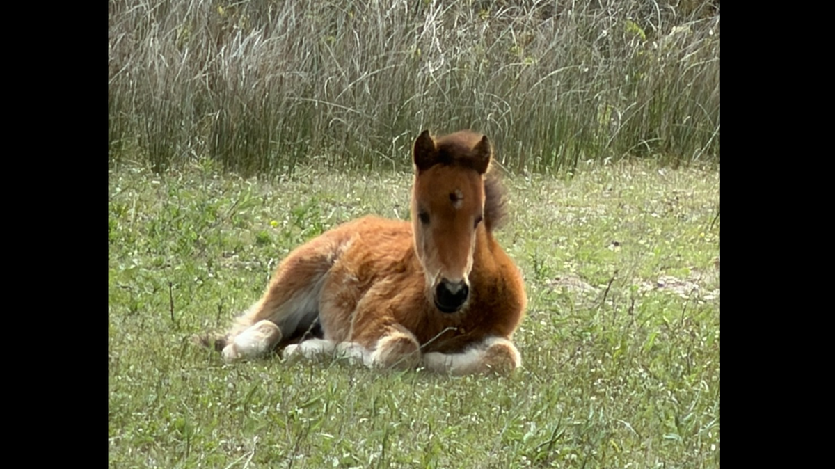 This foal is among three born so far this season on the Shackleford Banks, which is part of Cape Lookout National Seashore. The feral herd includes about 105 horses. 