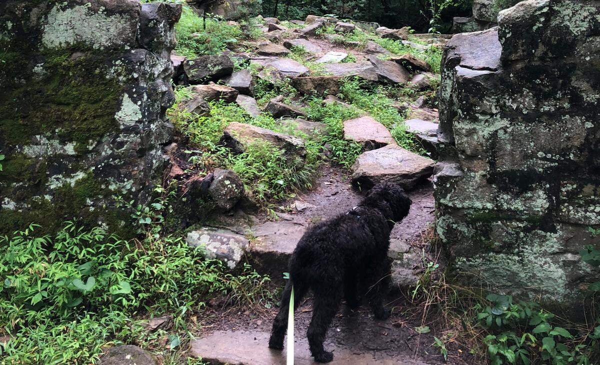Jodie Valade’s dog Evanston explores the Robinson Rockhouse and other trails at Reedy Creek Nature Preserve.