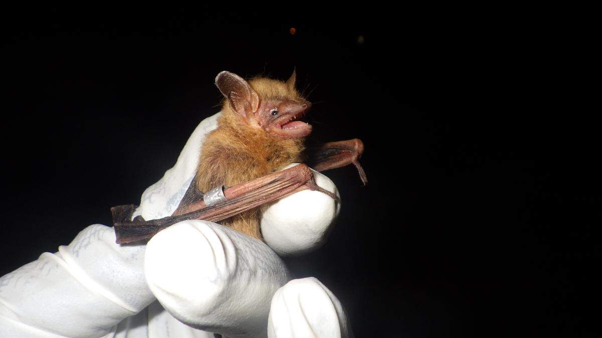 In 2022, the U.S. Fish and Wildlife Services proposed adding the tricolored bat to the federal endangered species list.