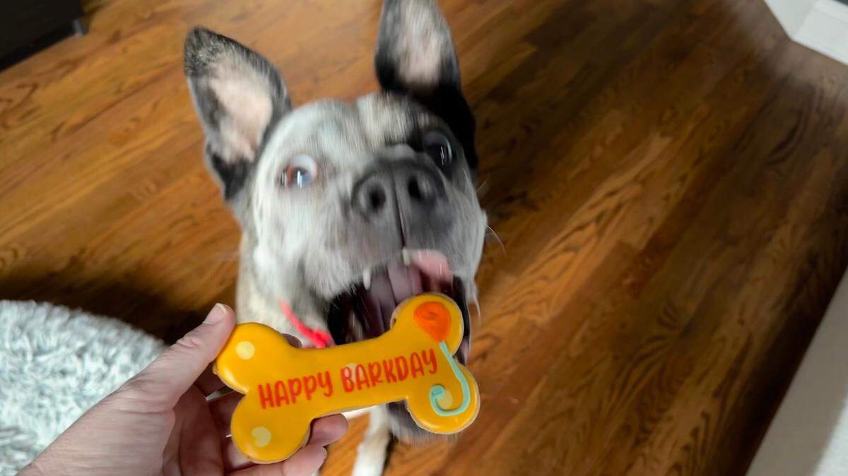 Pet Wants offers a variety of dog treats, including birthday bone cookies.