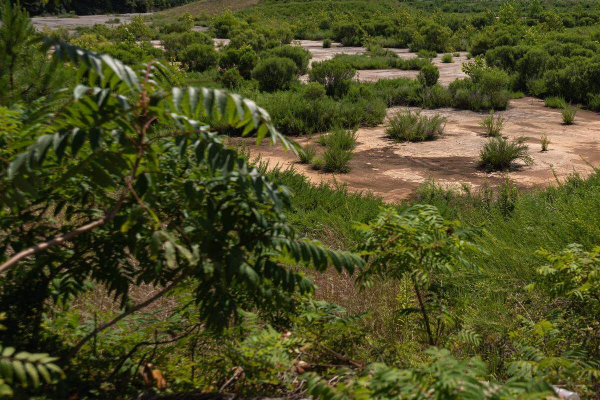 A view through overgrowth on the leveled lot where the Eastland Mall once stood. Construction officially started Wednesday after city and county officials gathered for a ceremonial groundbreaking.