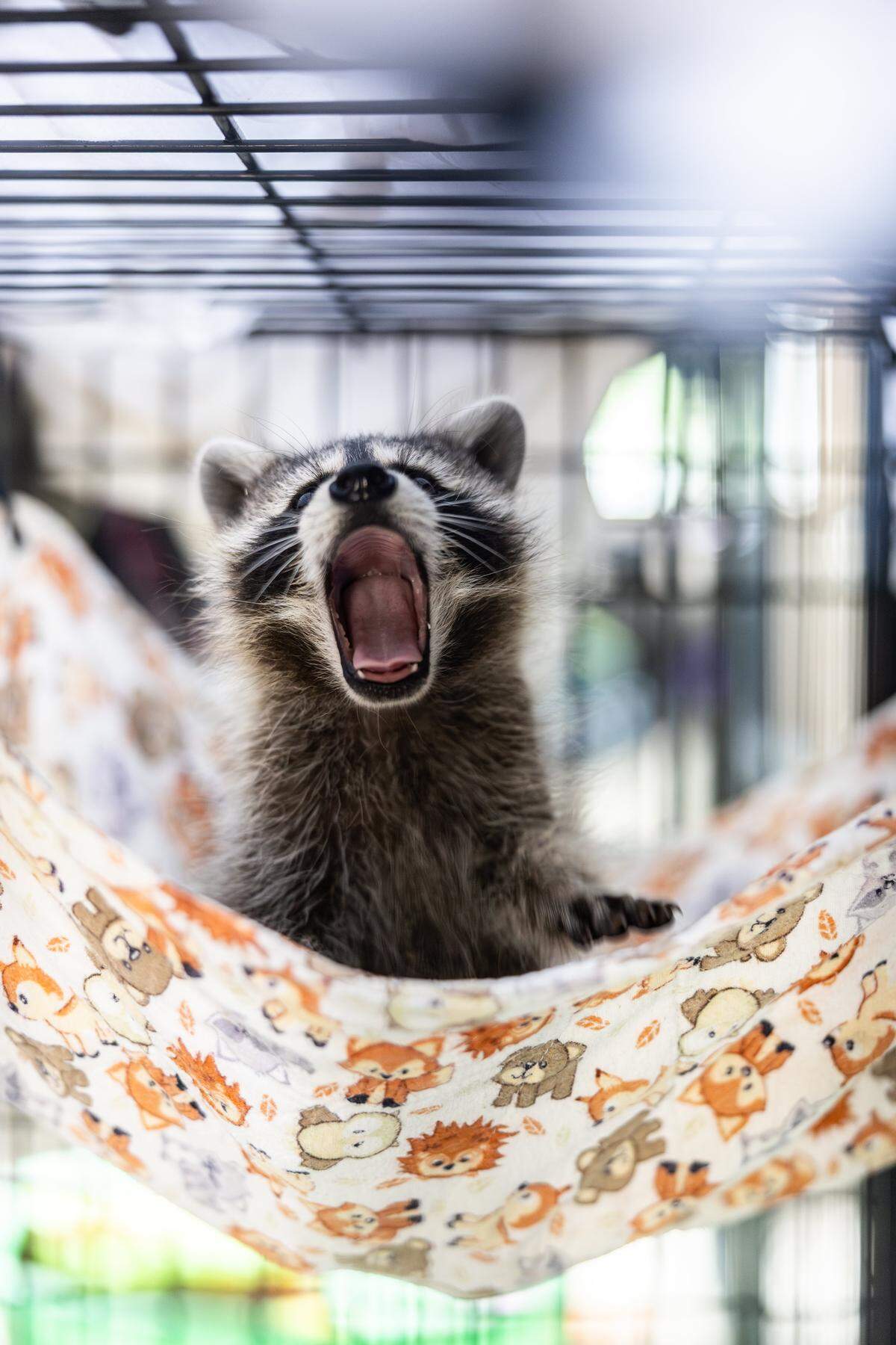 A raccoon cub yawns in its hammock at The Carolina Wildlife Conservation Center in Iron Station, N.C., on Tuesday, August 12, 2025. “There wasn’t a center like this in the area. You have animal lovers who don’t want wildlife around and so I just always wanted to stick up for the underdog,” says founder and executive director Morgan Rafael&nbsp;