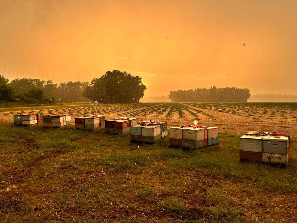 Honey Strong’s bees are set up at the edge of a farm field.