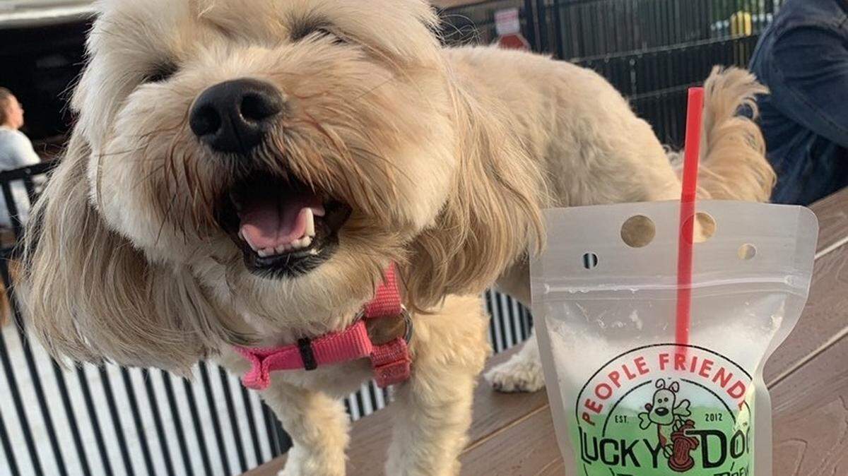 Emmie hangs out with her human’s Muttgarita at Lucky Dog Bark & Brew.