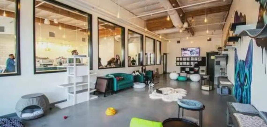 The owners of a non-profit, Davidson-based rescue group plan to open a for-profit cat café in downtown Mooresville, featuring baked goods, beverages and a separate space for cats to live and lounge and be adopted.