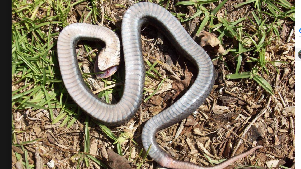 This ‘zombie snake’ found in NC pretends to be dead. Be careful picking it up.