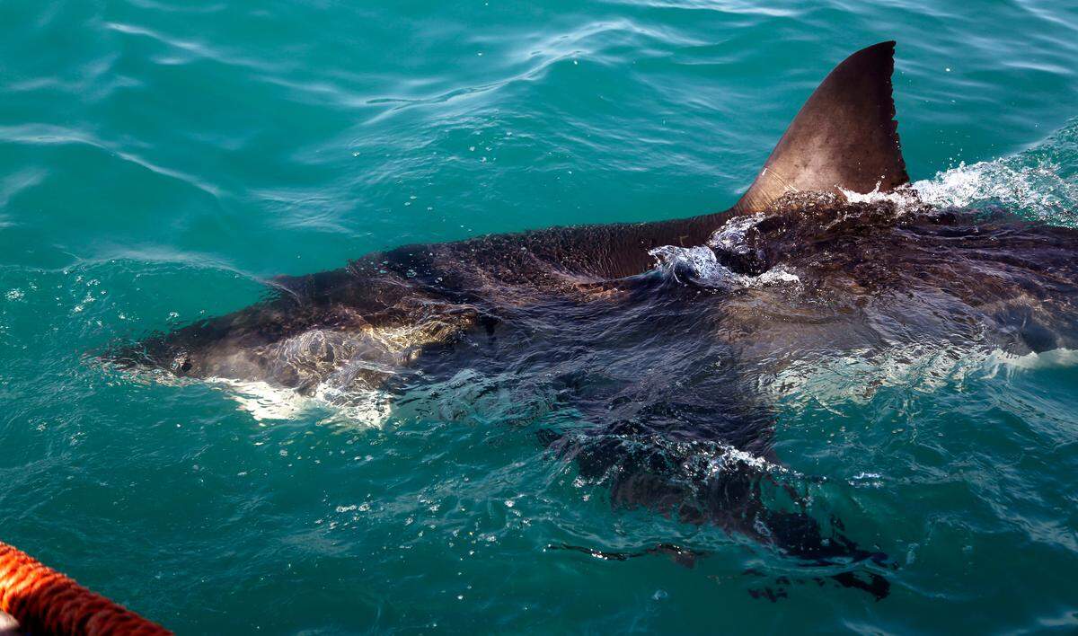 In this Aug. 11, 2016, photo, a great white shark swims past researchers as they chum the ocean looking for sharks in the waters off Gansbaai, South Africa. Extensive research by shark expert Michael Rutzen and his marine biologist partner Sara Andreotti has found that great whites off the South African coast are rapidly heading for extinction. (AP Photo/Schalk van Zuydam)
