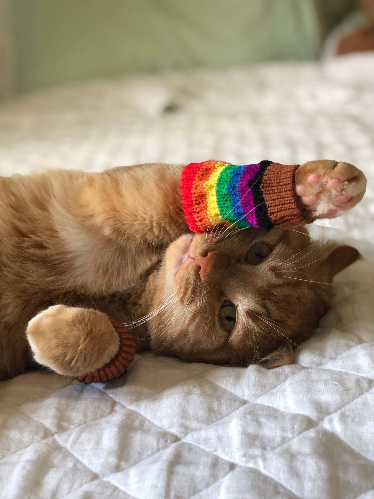 Dorito was named a finalist in The Charlotte Observer’s “cutest cat in Charlotte” contest in fall 2024.