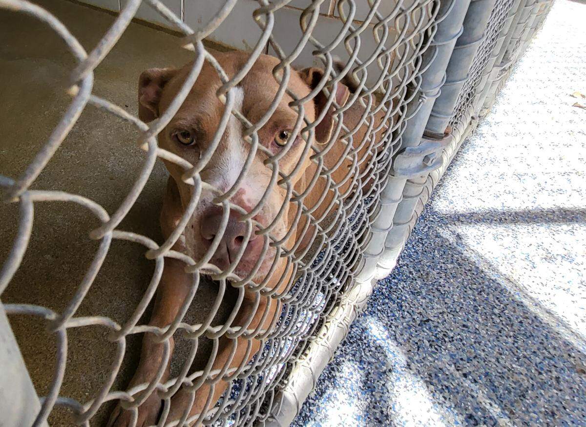 Almost 90% of animals in the Animal Care and Control kennel are released back into the community.