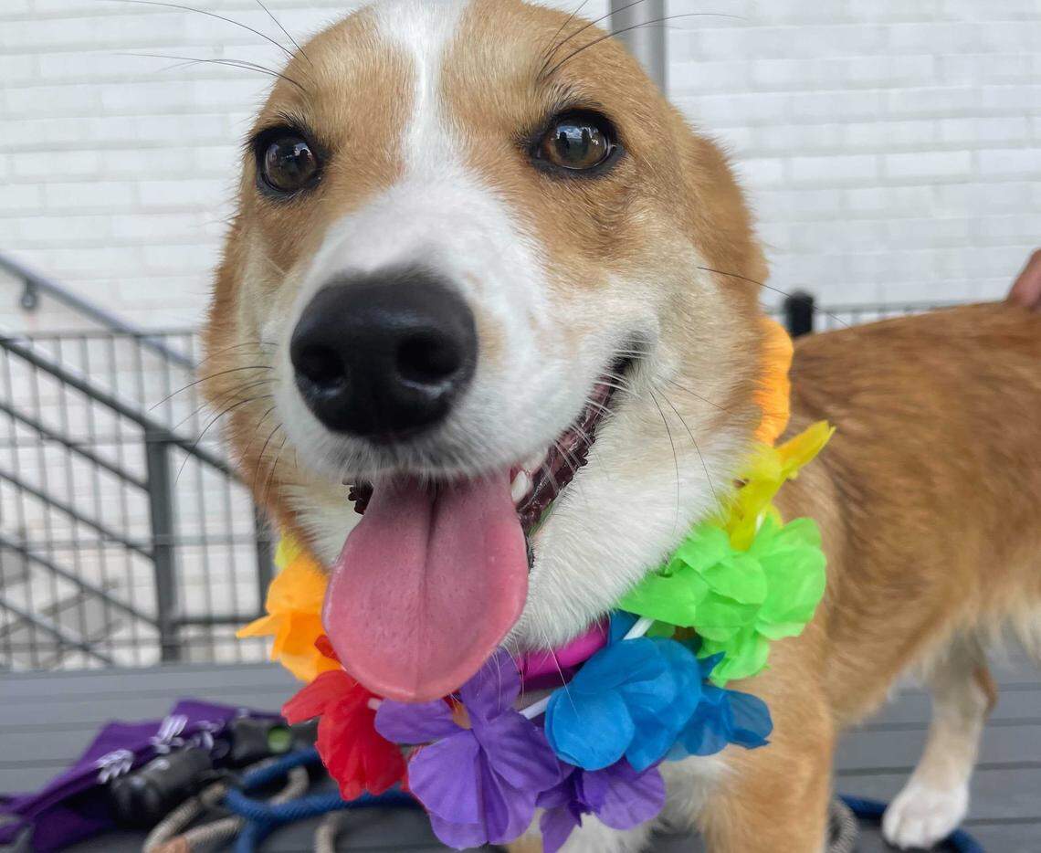 Join a weekend-long luau party at Skiptown with your best pal.