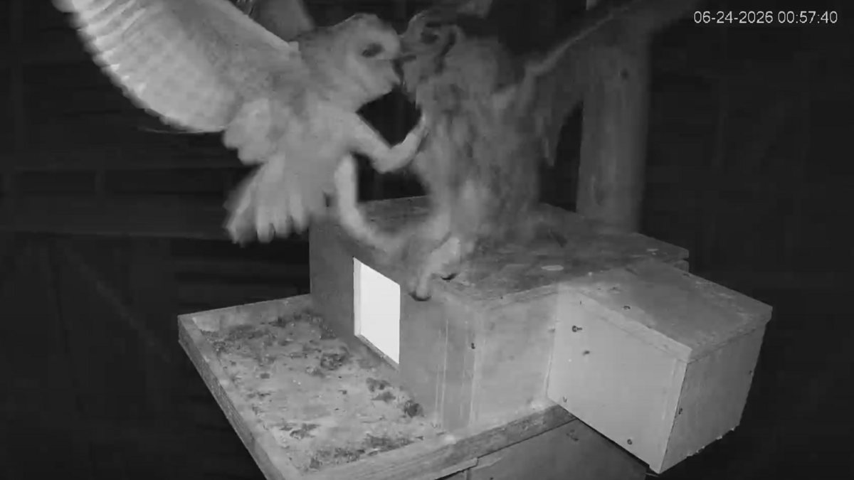 The Barn Owl Live Cam recorded footage of the great horned owl and the adult female barn owl fighting on top of the nest box. “This is an extremely rare encounter to capture on camera,” the N.C. Wildlife Resources Commission says.