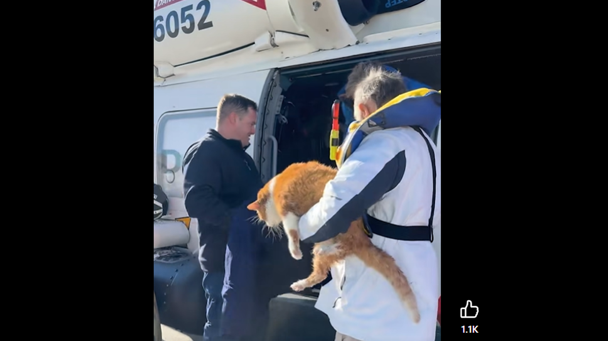 This plump cat is getting laughs on social media for having a rather bored reaction to being rescued from a sinking boat off North Carolina’s Outer Banks.