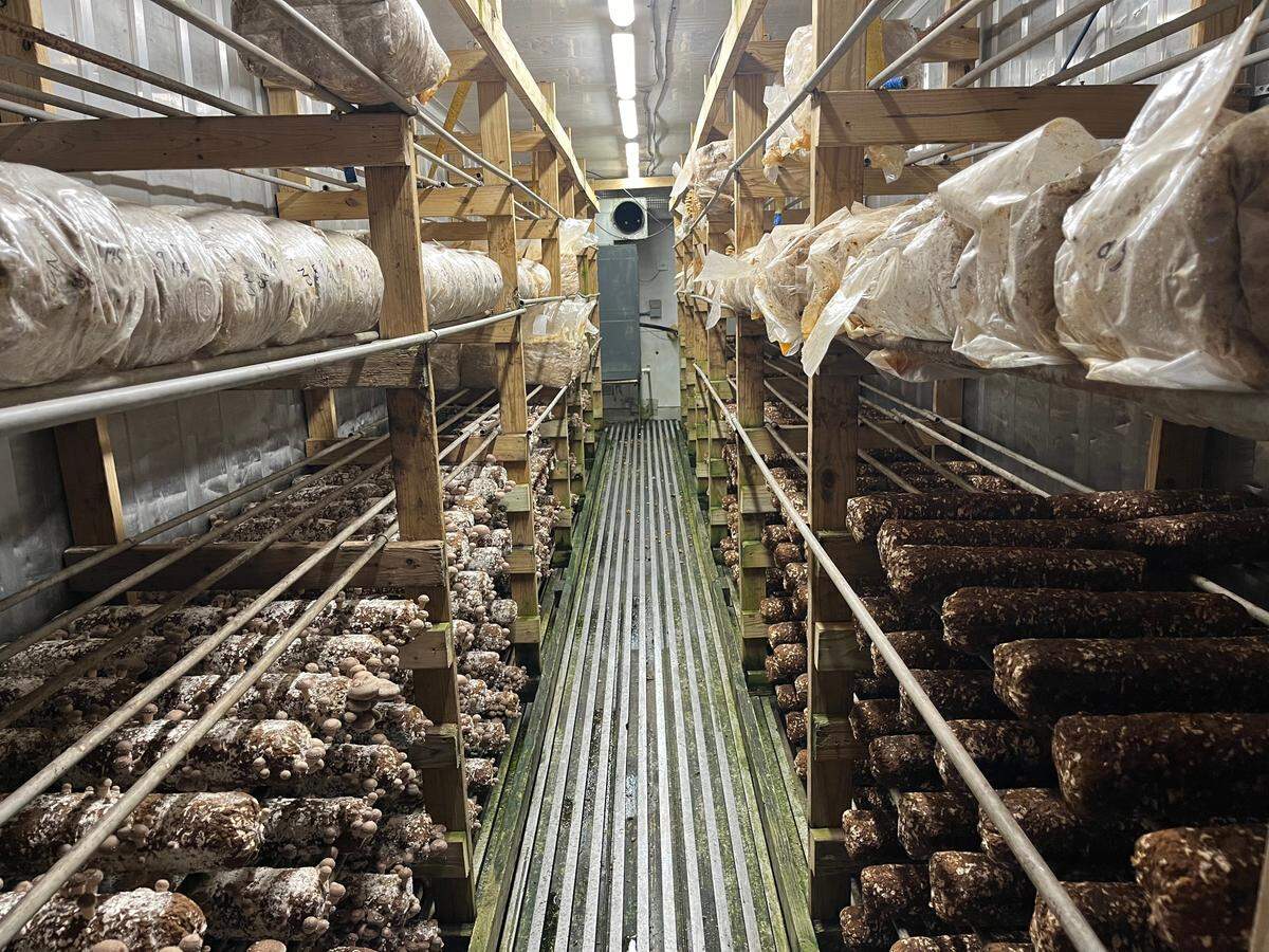 Under the right conditions, mushrooms start to fruit and grow out of the bags in about a week.