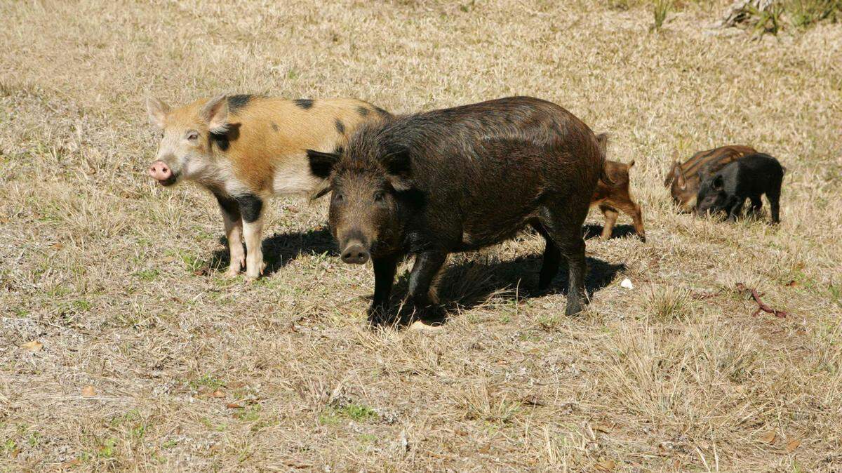 A family of feral hogs are pictured in this U.S. Fish and Wildlife Service photo on NC Wildlife.org.