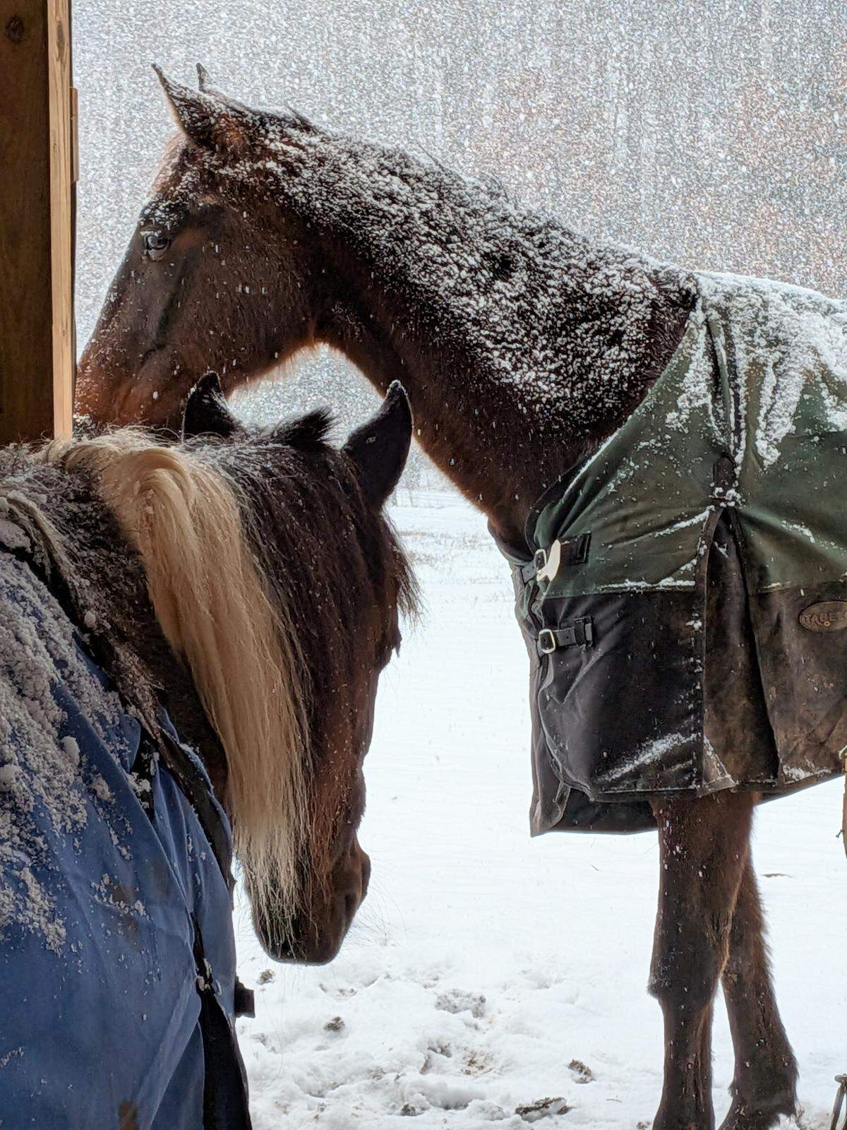 Kachina, left, and Titan, right, get dusted with snow at Peach Orchard Equestrian Center in Gastonia, near the state line and Lake Wylie, on Saturday, January 31, 2026.. 