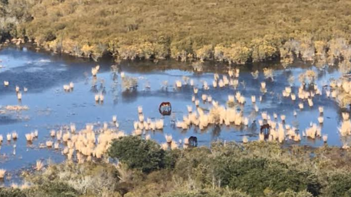 An aerial survey done Friday by the Corolla Wild Horse Fund found much of the herd in the interior of Corolla, feeding in a fresh water marsh.