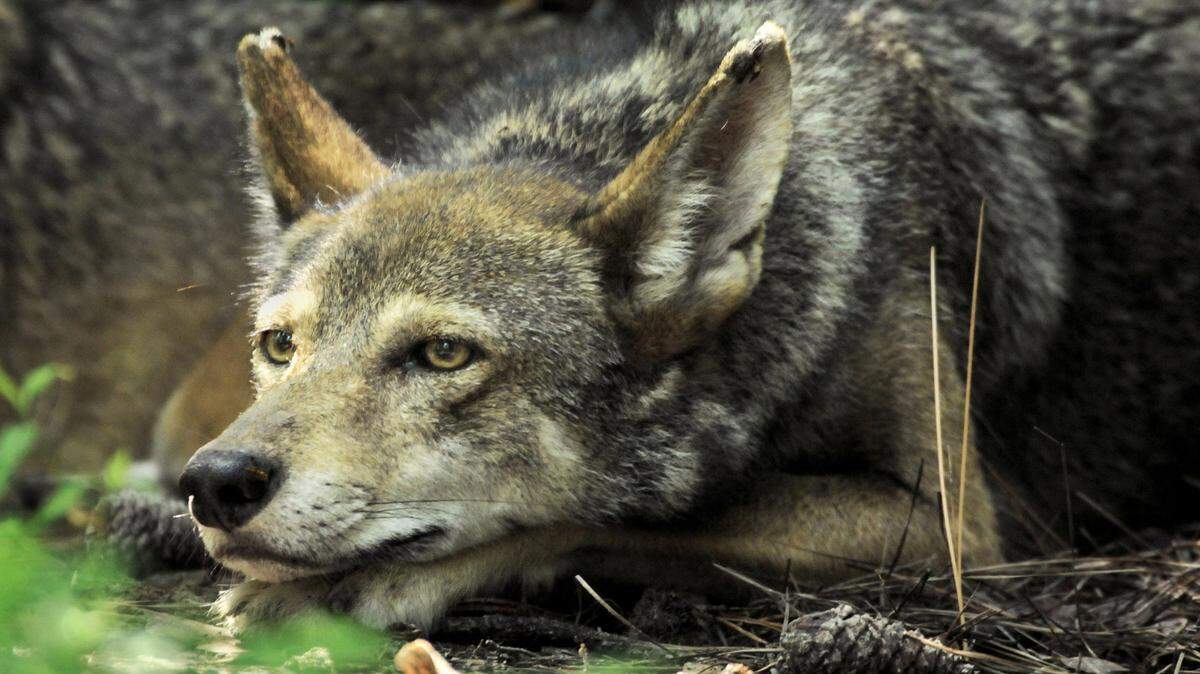 Changes to the Endangered Species Act proposed by the Trump administration could end federal protection of the three dozen remaining red wolves in North Carolina, wildlife advocates say.