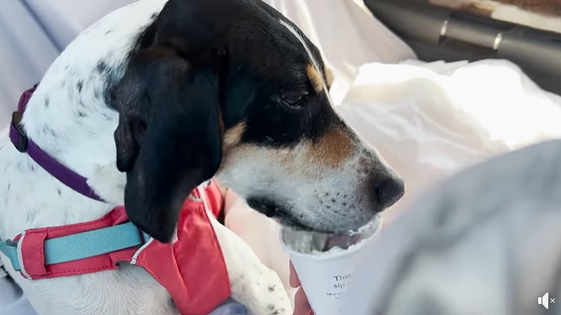 Matilda the dog was seriously hurt and unable to move when she was rescued, a North Carolina shelter said.