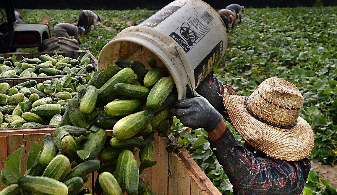 A seasonal farm worker dumps a bucket of freshly picked cucumbers into a bin at a farm in Eastern North Carolina.