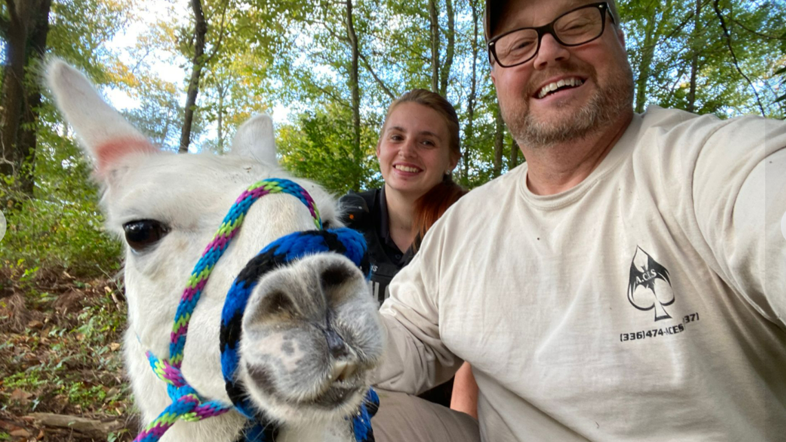 A fugitive llama named Todd is on the run. HIGH POINT POLICE SCREENGRAB