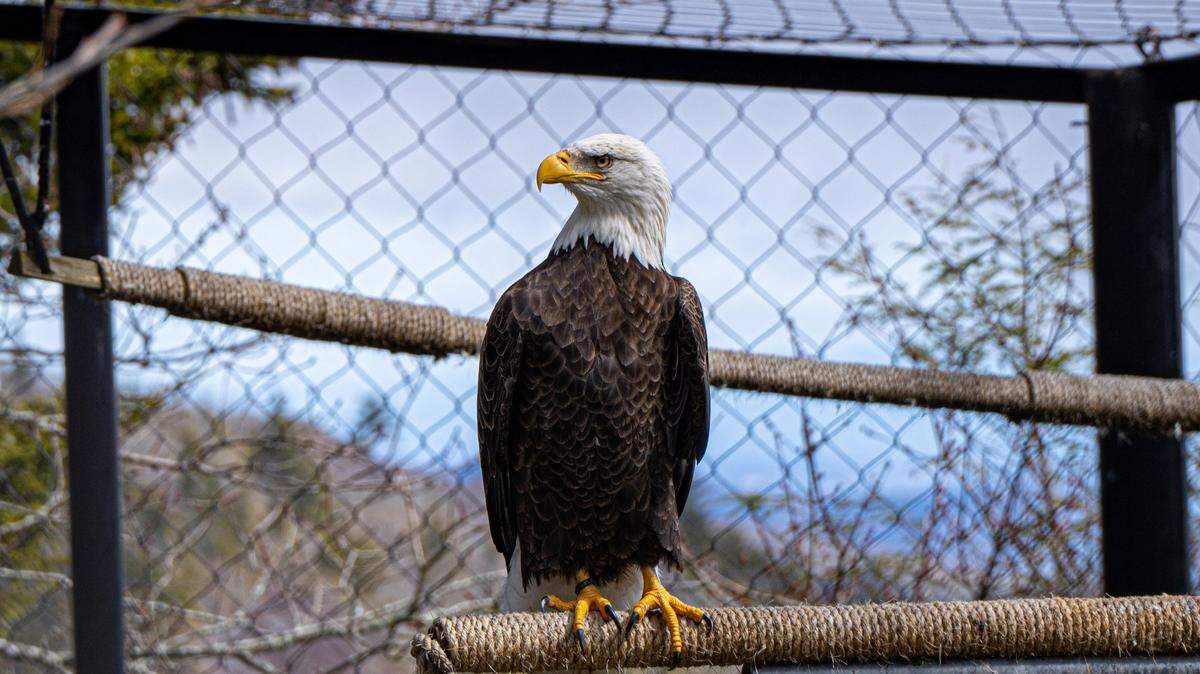 Ajax, the beloved Grandfather Mountain bald eagle, has died, Grandfather Mountain Stewardship Foundation officials said on Feb. 5, 2025. Here, he perches in his habitat.